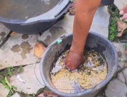 Dugaan Korupsi Bibit Padi di Lampung Selatan : Benih Kopong dan Berat Berkurang, Ratusan Juta Rupiah Potensi Panen Petani Hilang