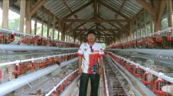 Pekon Sinar Banten Bangun Kandang Ayam Petelur, Dorong Perekonomian Lewat BUMDes